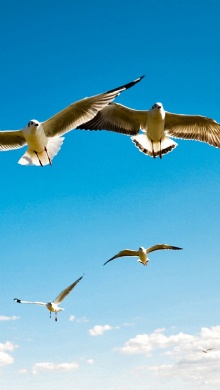 百鳥争鸣  Birds 飛烏