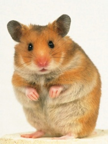 Funny animal  Ecology 生態留影