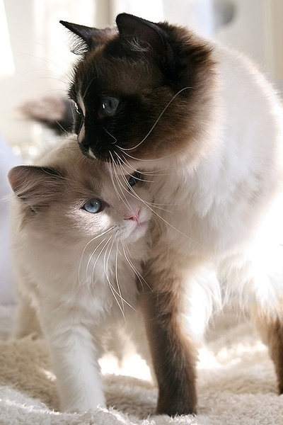   Puppies- cats小狗與猫