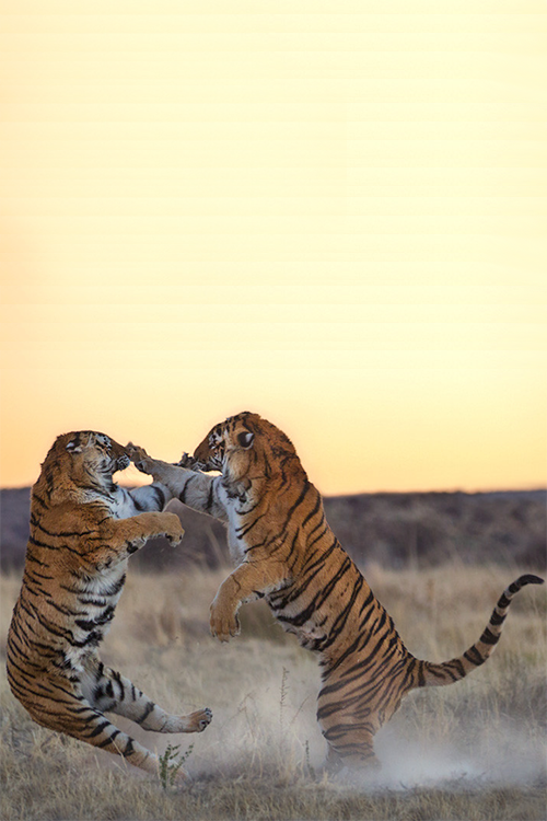 豹的雄姿  Wild animal 野生動物