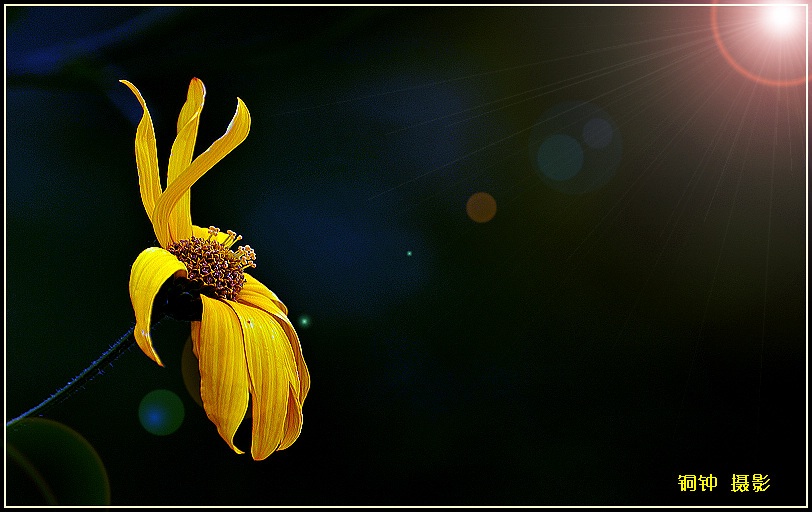 Roses  Flowers花卉