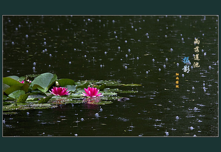 Roses  Flowers花卉