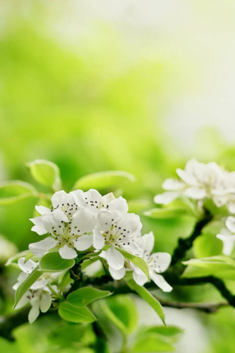 樱花又到烂漫时人少花美  Flowers花卉