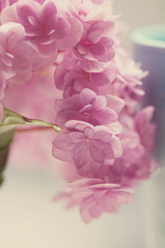 樱花又到烂漫时人少花美  Flowers花卉