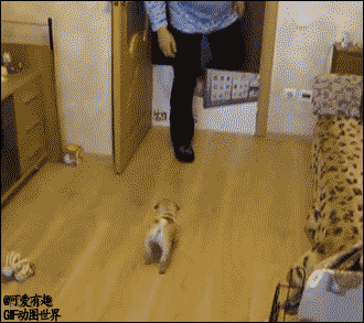 超爆笑的動物  Pets 寵物護理 +紀念堂