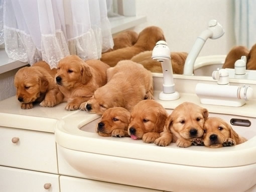   Puppies- cats小狗與猫
