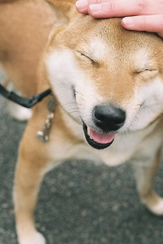   Puppies- cats小狗與猫