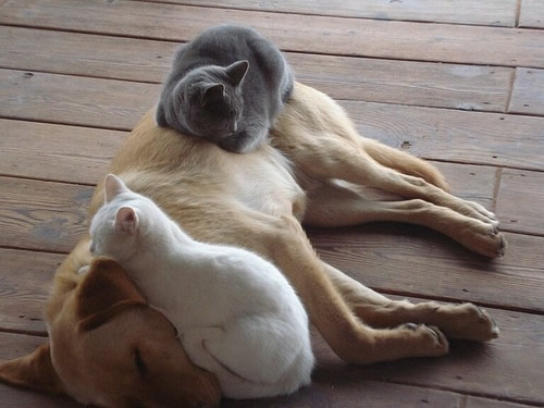 搞笑猫咪看见螃蟹  Puppies- cats小狗與猫