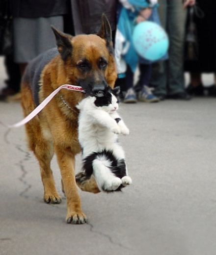 可愛小貓咪遇上大貓  Puppies- cats小狗與猫