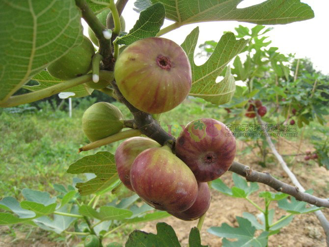 无花果的功效与作用  保健食療 + 內外全科