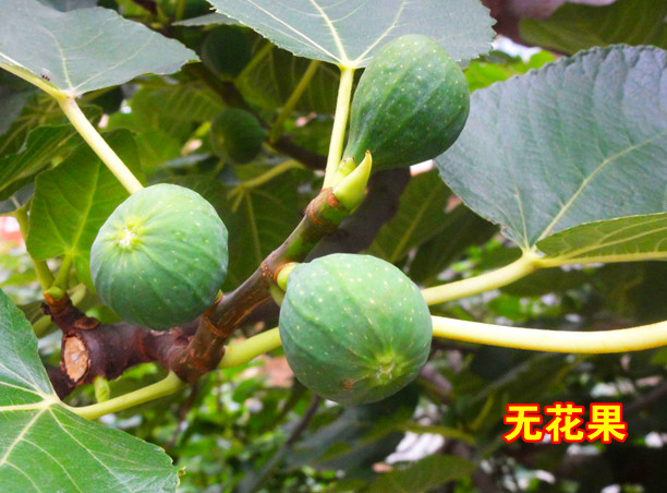无花果的功效与作用  保健食療 + 內外全科