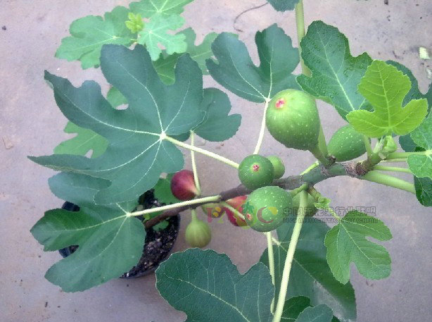 无花果的功效与作用  保健食療 + 內外全科