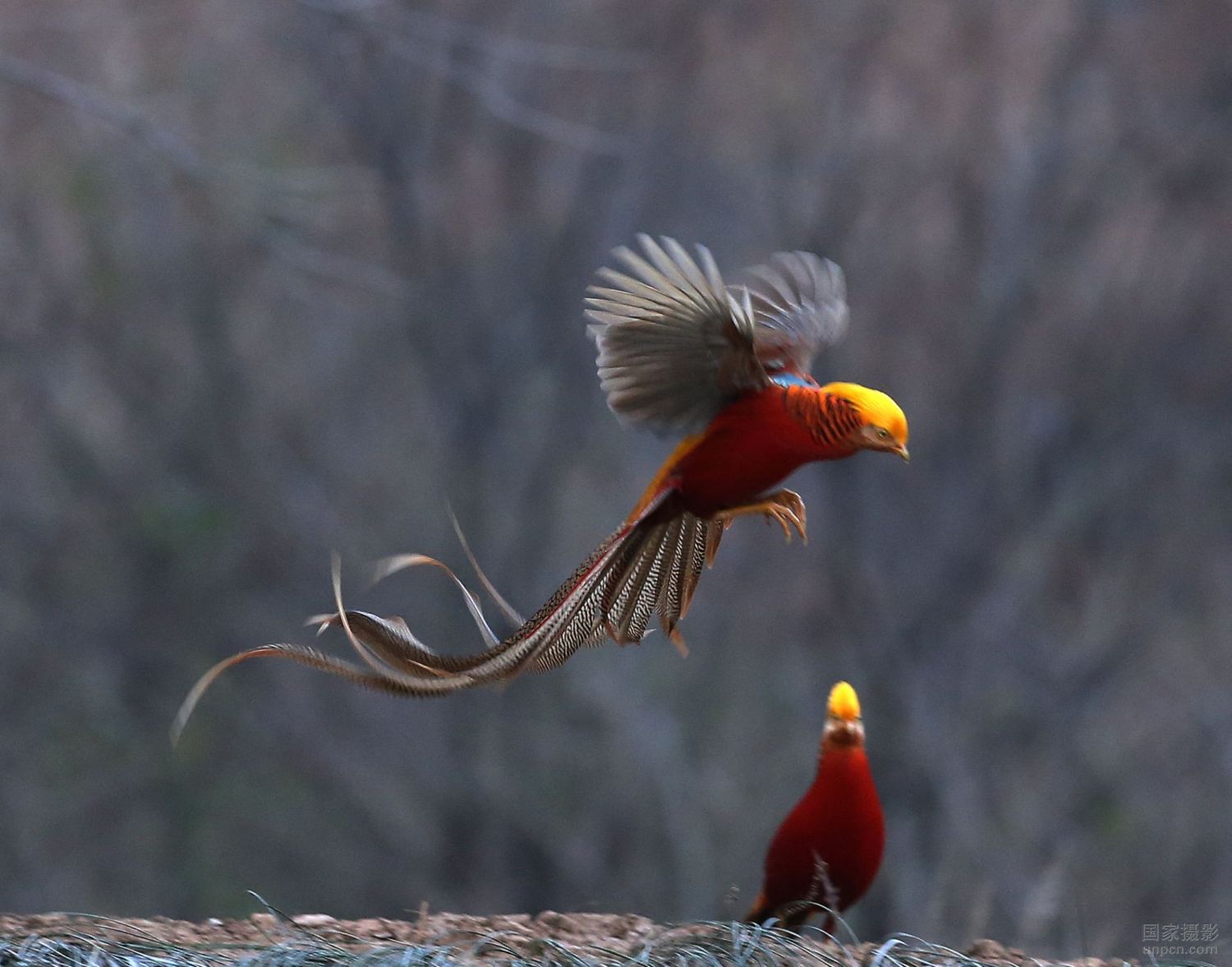   Birds 飛烏