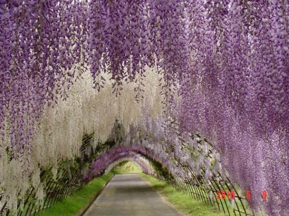 賞櫻花不必跑遠！  Flowers花卉