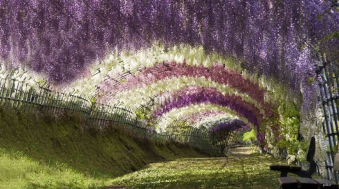 賞櫻花不必跑遠！  Flowers花卉
