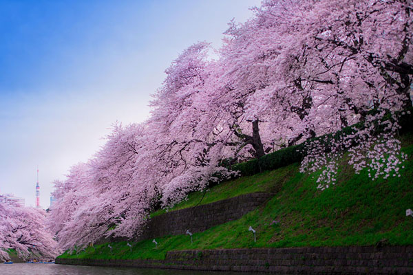 賞櫻花不必跑遠！  Flowers花卉