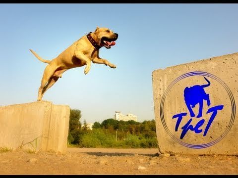 狗狗一樣像人類  Pets 寵物護理 +紀念堂