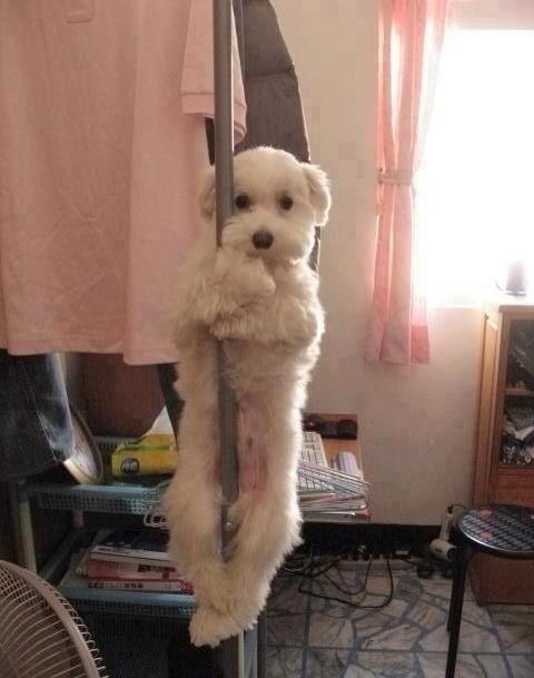   Pets 寵物護理 +紀念堂