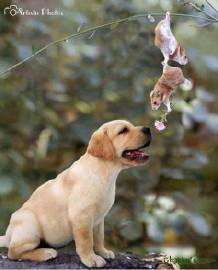   Puppies- cats小狗與猫