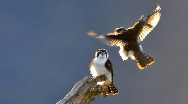 百鳥争鸣  Birds 飛烏