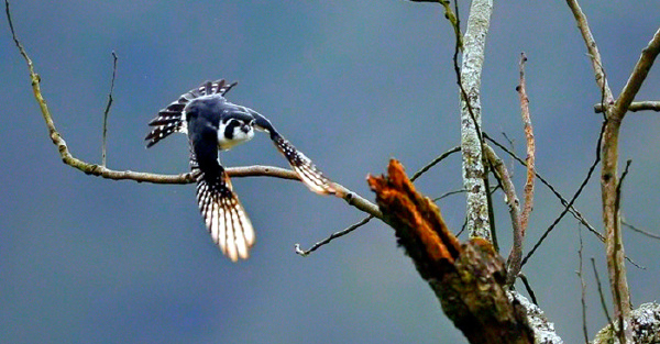   Birds 飛烏