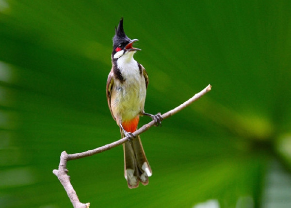   Birds 飛烏