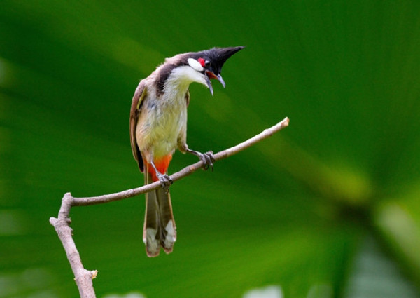  Birds 飛烏
