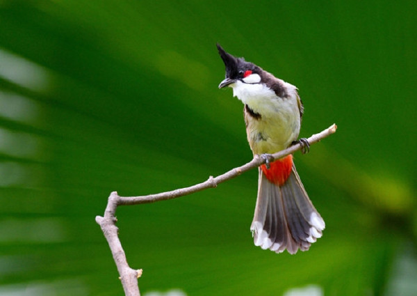   Birds 飛烏