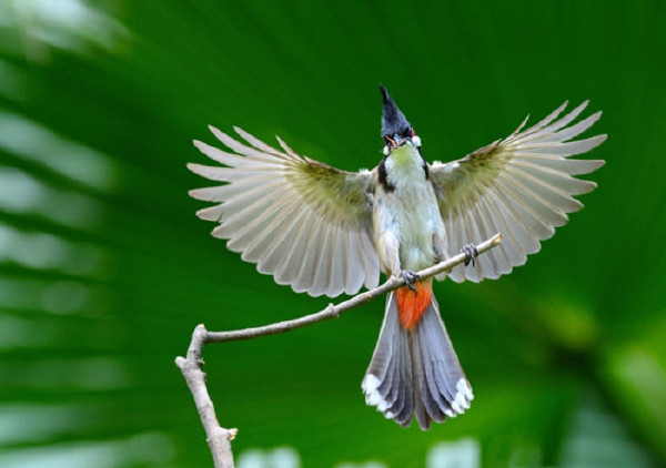   Birds 飛烏