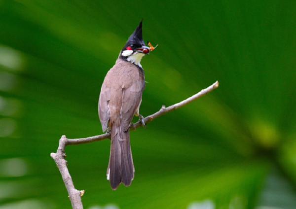   Birds 飛烏