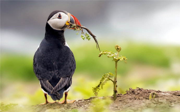   Birds 飛烏
