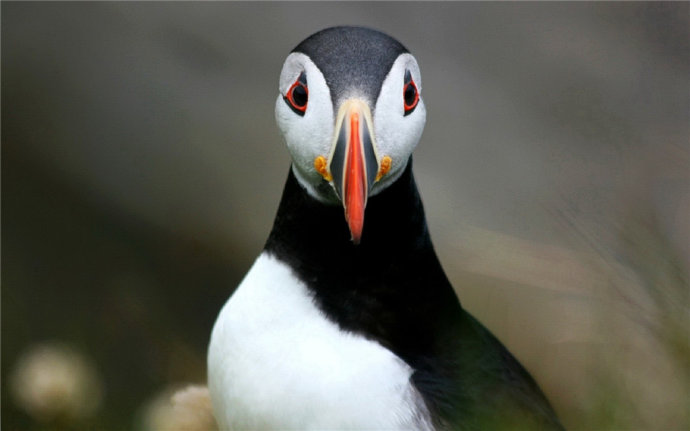   Birds 飛烏
