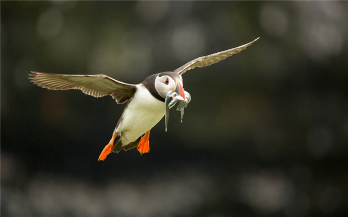   Birds 飛烏