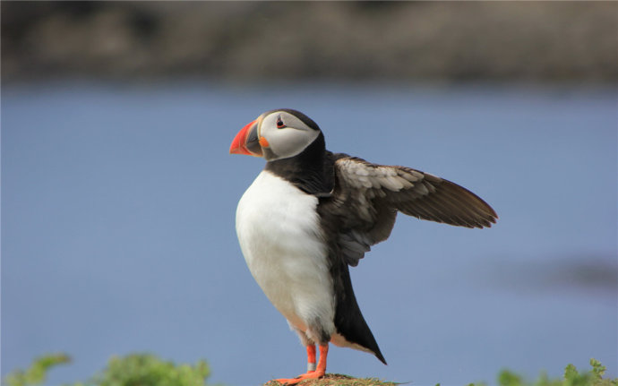   Birds 飛烏