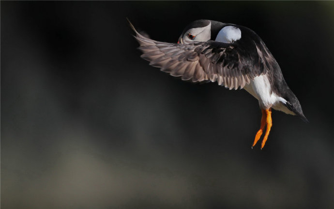   Birds 飛烏