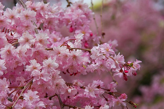 含苞綻放  Flowers花卉