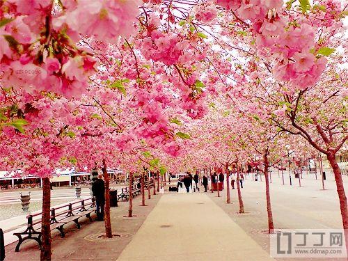 含苞綻放  Flowers花卉