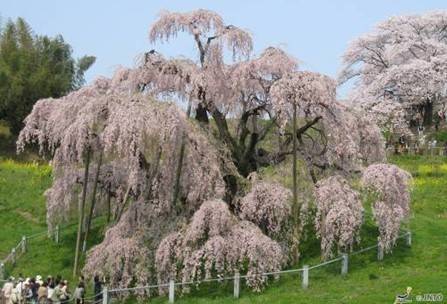 含苞綻放  Flowers花卉