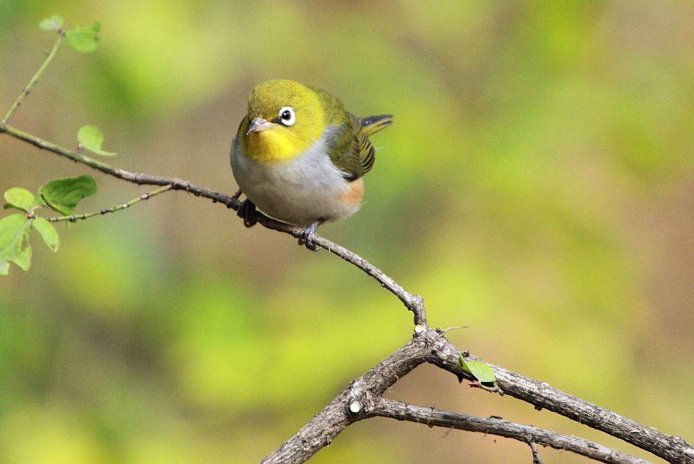   Birds 飛烏
