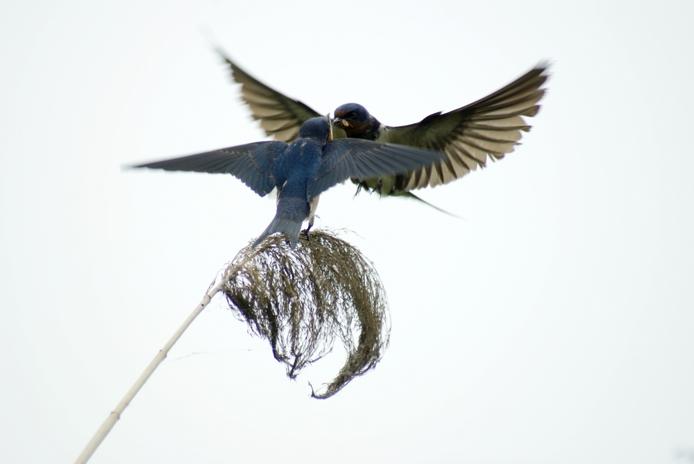   Birds 飛烏