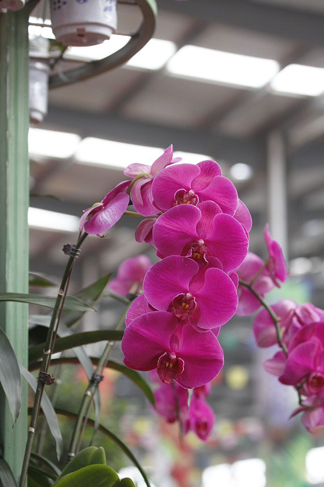 Lucky Peach Blossoms  Flowers花卉