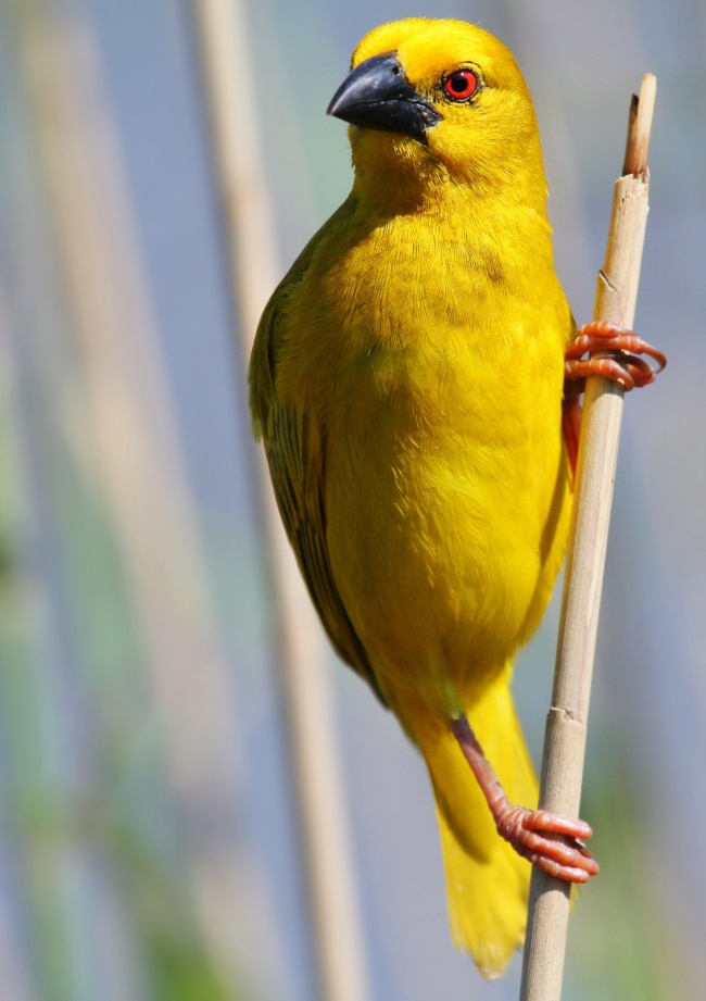   Birds 飛烏