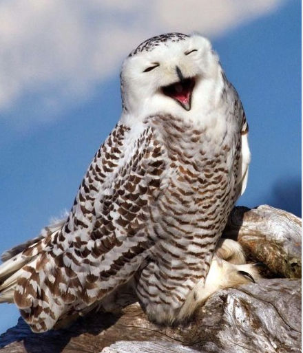   Birds 飛烏