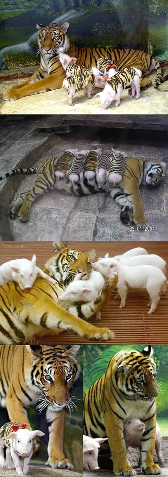 Cats and Dogs Love Babies  Pets 寵物護理 +紀念堂