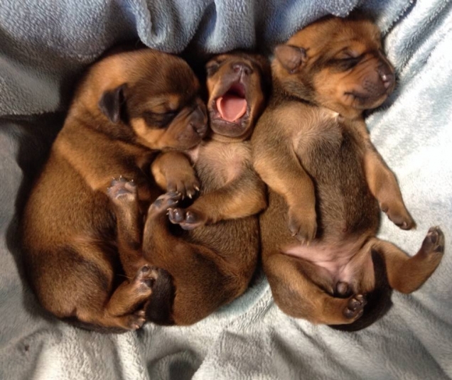   Puppies- cats小狗與猫