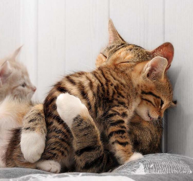 可愛小貓咪遇上大貓  Puppies- cats小狗與猫