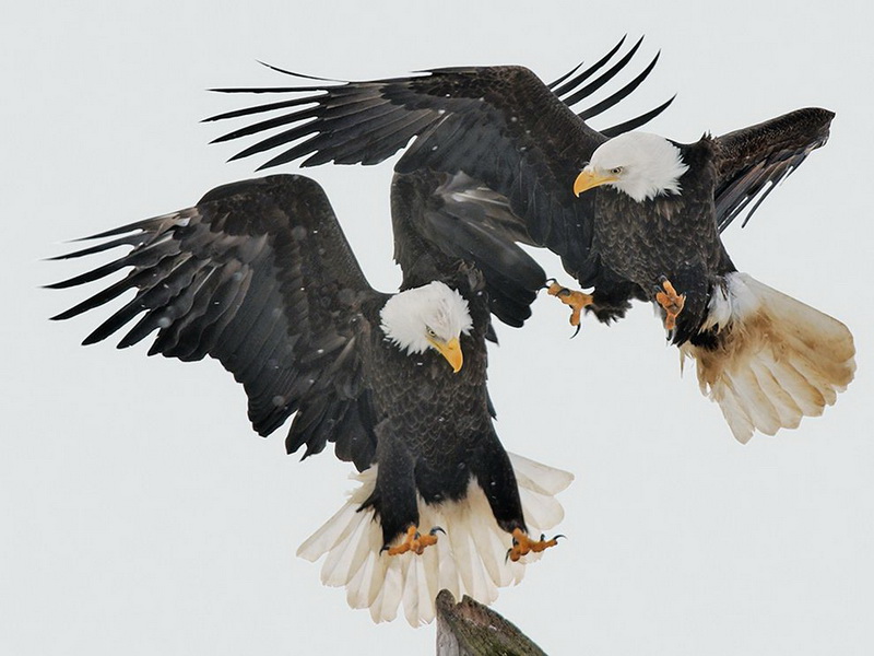雄鹰展翅图片  Birds 飛烏