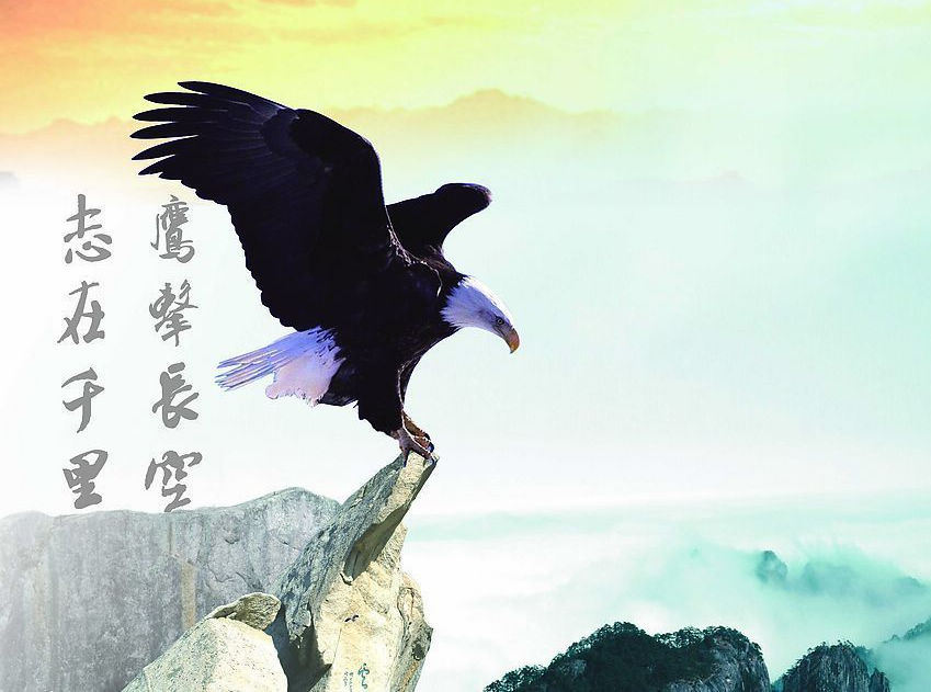 雄鹰展翅图片  Birds 飛烏