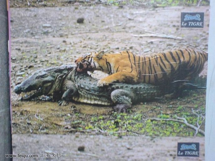   Wild animal 野生動物