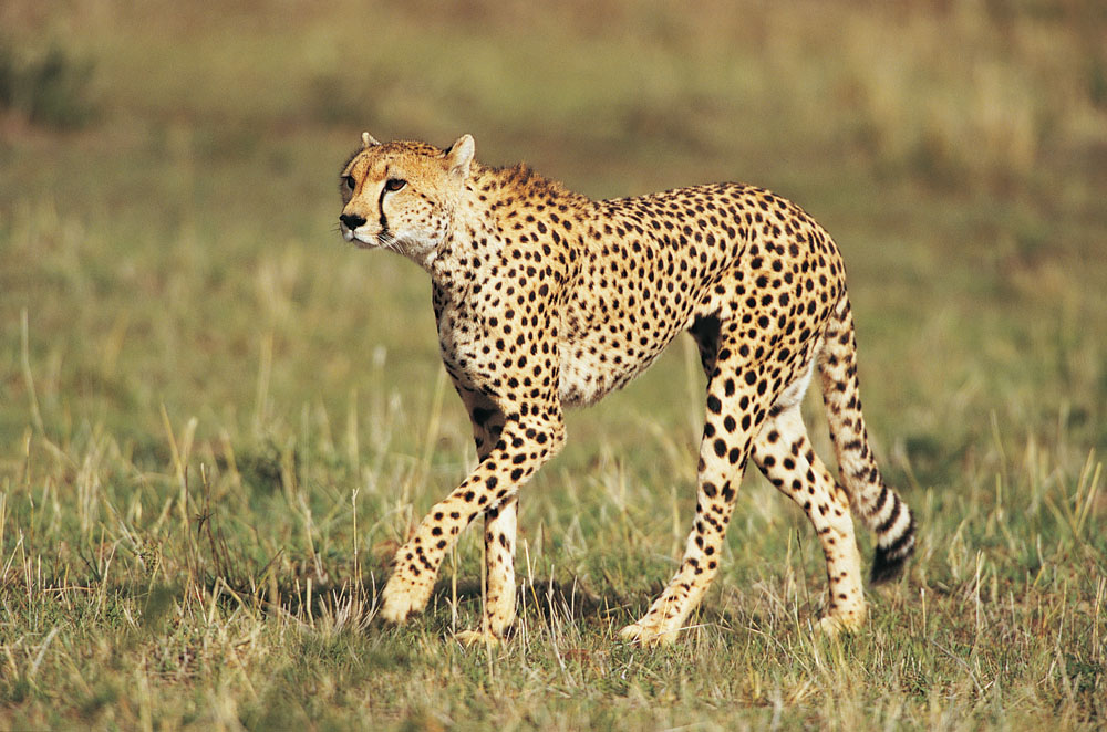   Wild animal 野生動物
